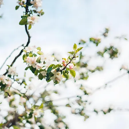 Steinhof 아파트 오버키르히
